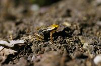: Eleutherodactylus orientalis
