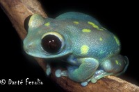 : Leptopelis uluguruensis