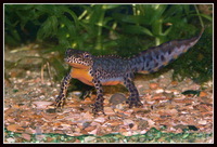 : Mesotriton alpestris; Alpine Newt