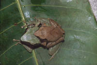 : Philautus zorro