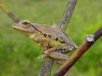 : Polypedates mutus; Vocal Sacless Treefrog