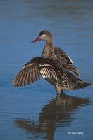 : Anas erythrorhyncha; Red-billed Teal