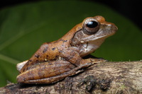 : Rhacophorus harrissoni