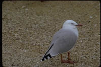 : Larus scopulinus; Red Billed Gull