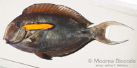 : Acanthurus olivaceus