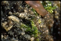 : Culpea pallasi; Pacific Herring