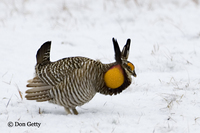 : Tympanuchus cupido; Greater Prairie Chicken