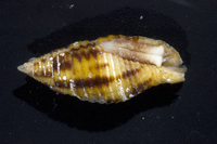 : Nebularia ferruginea