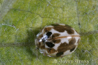 : Psyllobora vigintimaculata