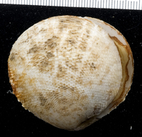 : Tellina scobinata