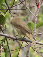 Streak-eared Bulbul(Pycnonotus blanfordi)