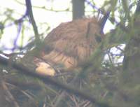 Dusky Eagle Owl (Bubo coromandus) 2004. december 29. Bharatpur, Keoladeo Ghana National Park