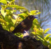 Plain-backed Thrush (Zoothera mollissima) 2005. január 13. Mangoli Valley