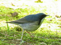 Erithacus cyane Siberian Blue Robin コルリ♂