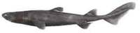Black Shark - Dalatias licha