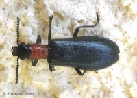 Tillus elongatus