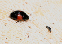 Tritoma bipustulata