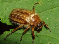 Amphimallon solstitiale - Summer Chafer