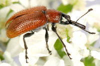 Stenorhynchites caeruleocephalus
