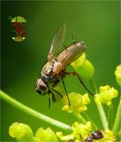 Prosena siberita