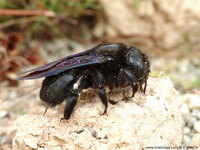 Xylocopa valga