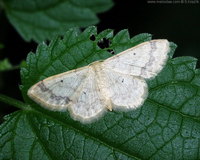 Idaea biselata - Small Fan-footed Wave