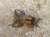 Notodonta ziczac - Pebble Prominent