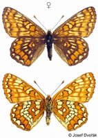 Euphydryas maturna - Scarce Fritillary