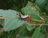 Polygonia c-album - Comma