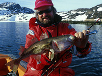 Gadus ogac, Greenland cod: fisheries