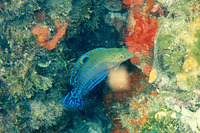 Halichoeres radiatus, Puddingwife wrasse: fisheries, aquarium