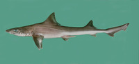 Mustelus mosis, Arabian smooth-hound: fisheries, gamefish