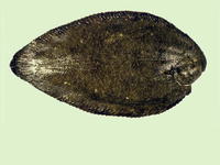 Synaptura marginata, White-margined sole: fisheries