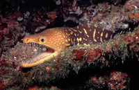 Enchelycore anatina, Fangtooth moray: fisheries