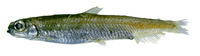 Dolicholagus longirostris, Longsnout blacksmelt: