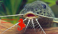 Synodontis acanthomias, :