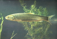 Squaliobarbus curriculus, Barbel chub: