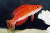 Cirrhilabrus rubripinnis, Redfin wrasse: aquarium