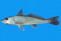 Menticirrhus paitensis, Paita kingcroaker: