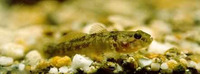 Padogobius bonelli, : fisheries