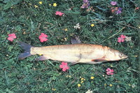 Platypharodon extremus, : fisheries