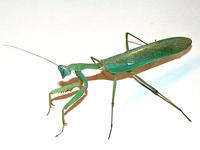 Hierodula patellifera