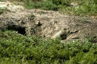 Image of: Cynomys ludovicianus (black-tailed prairie dog)