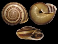 Chilostoma trizona rumelica