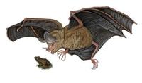 Image of: Trachops cirrhosus (fringe-lipped bat)