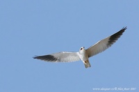 Elanus caeruleus - Black-shouldered Kite