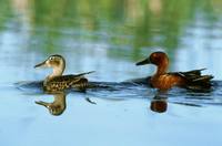 Anas cyanoptera - Cinnamon Teal