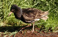 Philomachus pugnax - Ruff