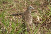 Geopelia striata - Zebra Dove