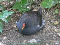 Gallinula chloropus - Common Moorhen